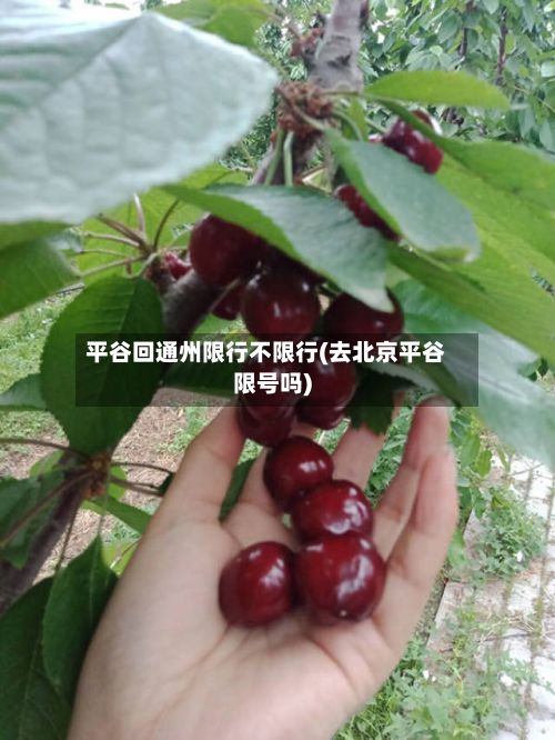 平谷回通州限行不限行(去北京平谷限号吗)-第2张图片