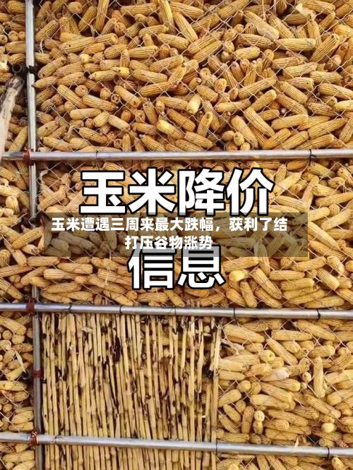 玉米遭遇三周来最大跌幅，获利了结打压谷物涨势-第3张图片